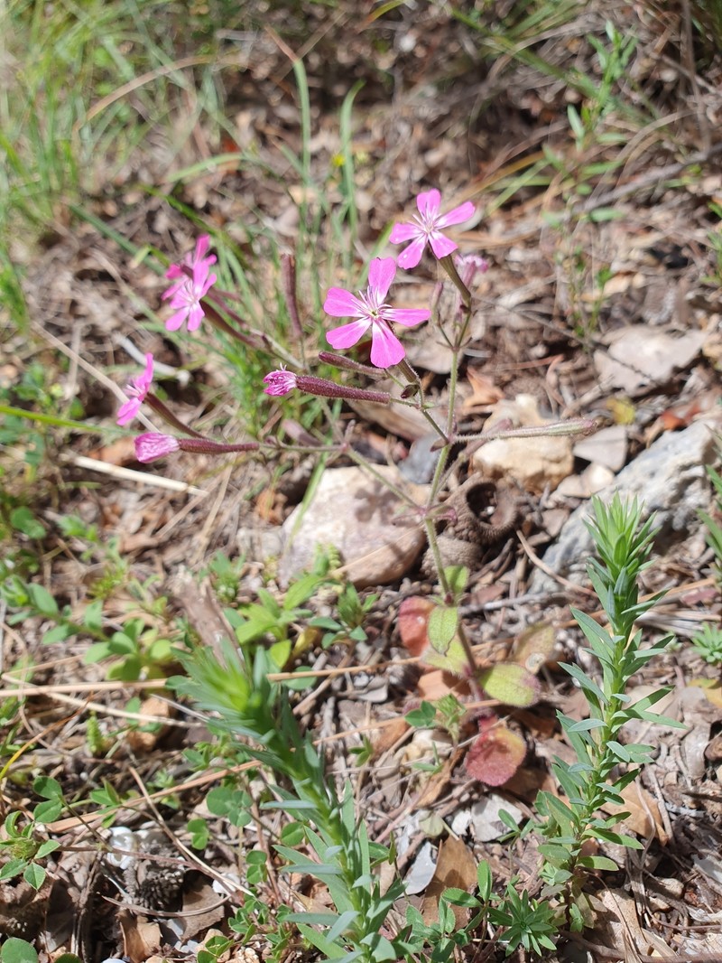 Silene integripetala subsp. integripetala photo 3