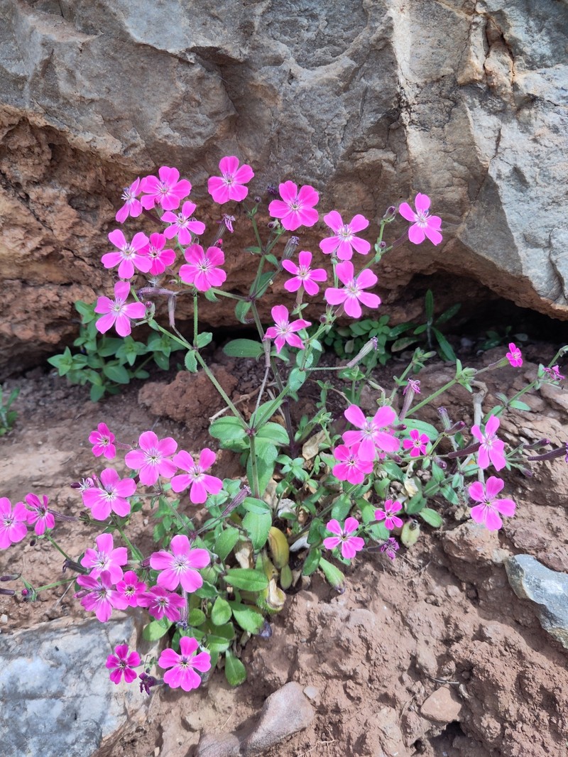 Silene integripetala subsp. integripetala photo 4
