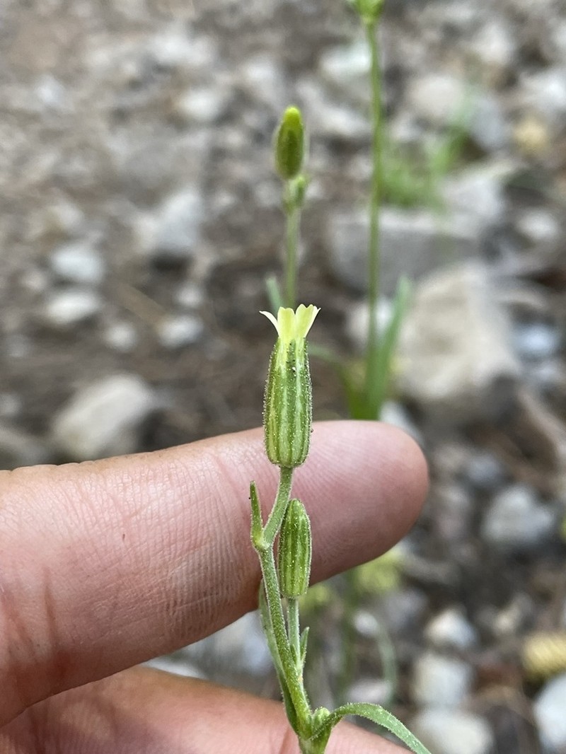 Red Fir Catchfly photo 2