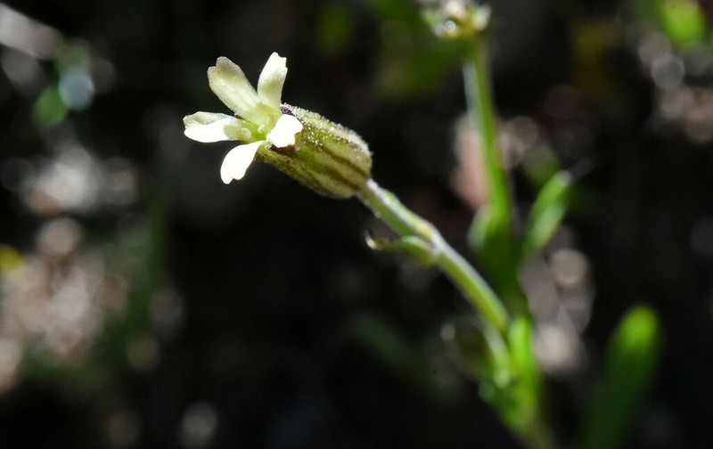 Red Fir Catchfly photo 3