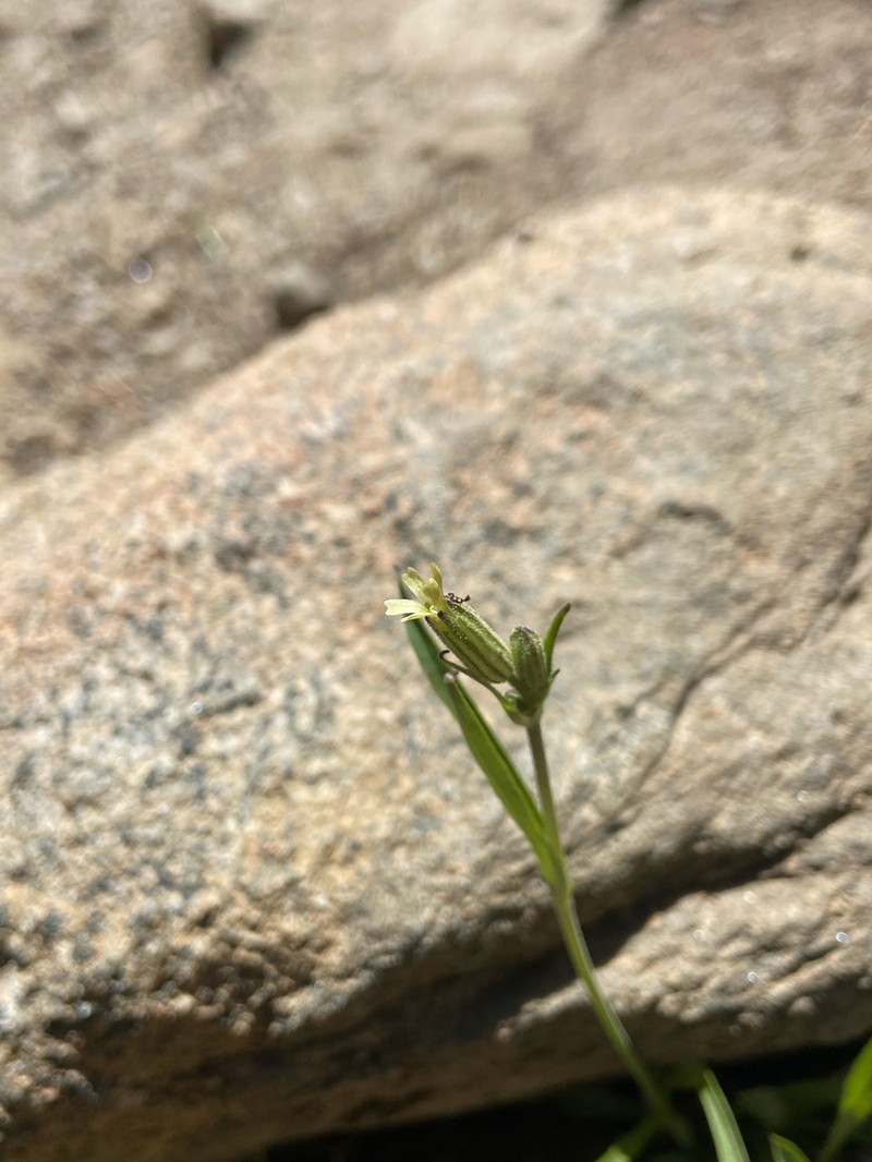 Red Fir Catchfly photo 4