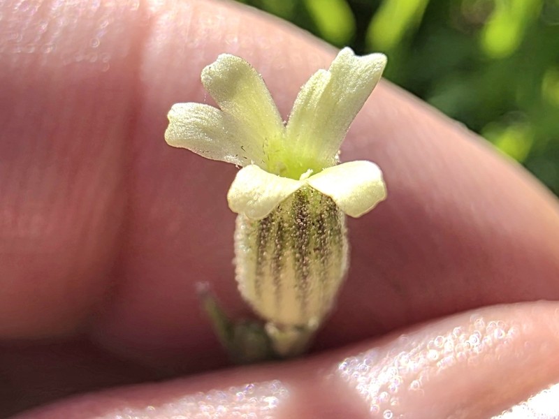 Red Fir Catchfly photo 5