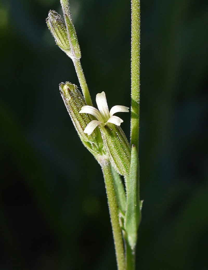 Red Fir Catchfly photo 6