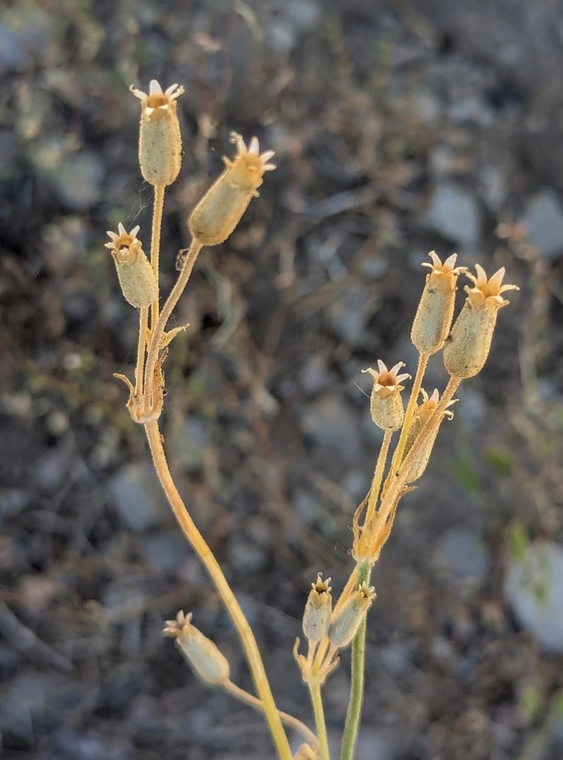 Red Fir Catchfly photo 7