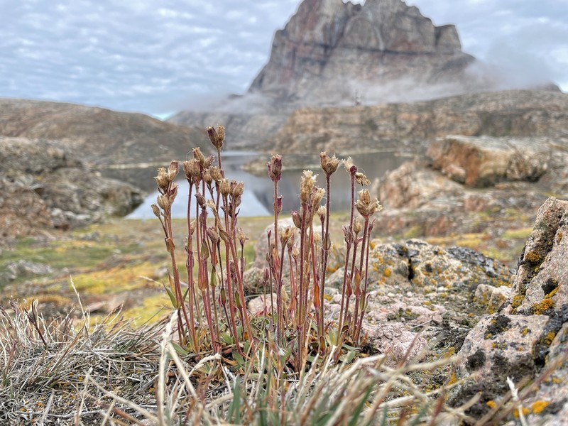 Arctic Catchfly photo 2