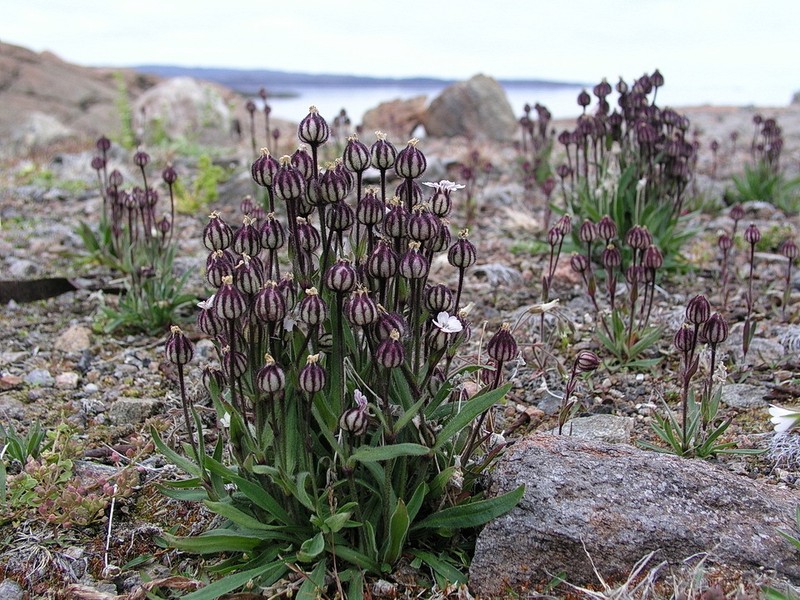 Arctic Catchfly photo 3