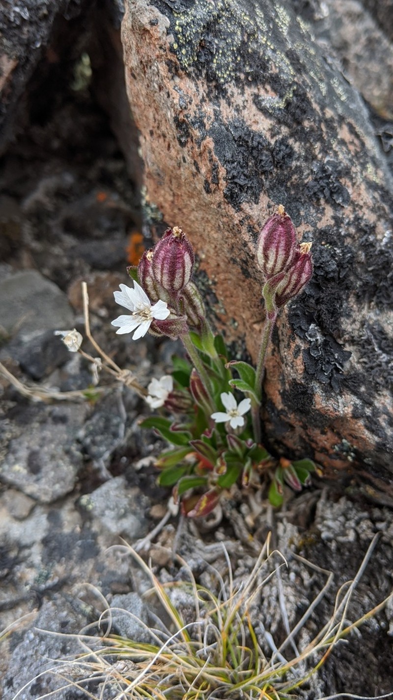 Arctic Catchfly photo 4
