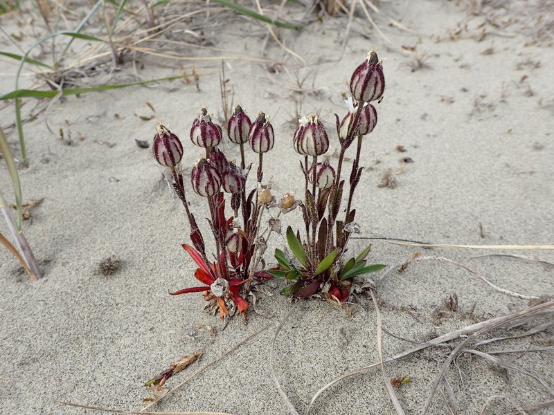 Arctic Catchfly photo 5