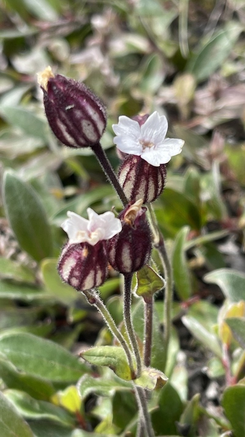 Arctic Catchfly photo 6