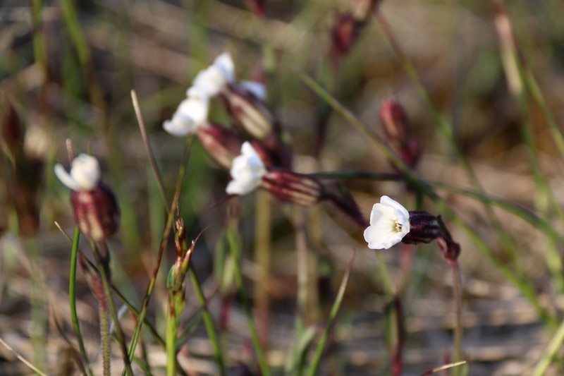 Arctic Catchfly photo 7