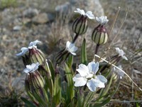 Arctic Catchfly