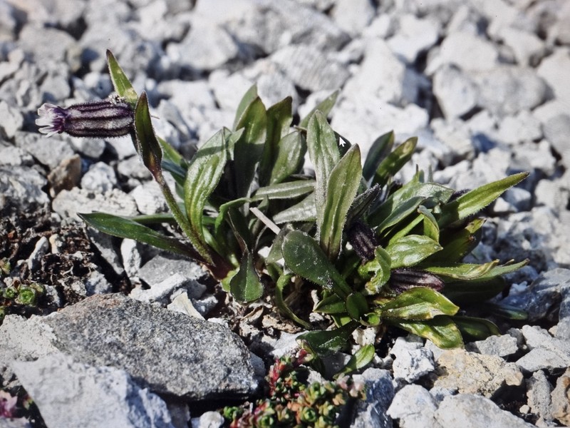 Silene involucrata subsp. involucrata