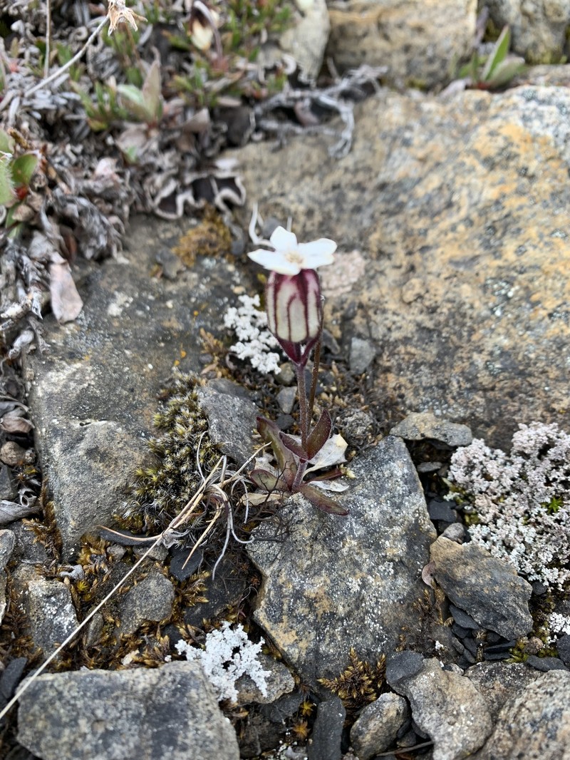 Silene involucrata subsp. involucrata photo 2
