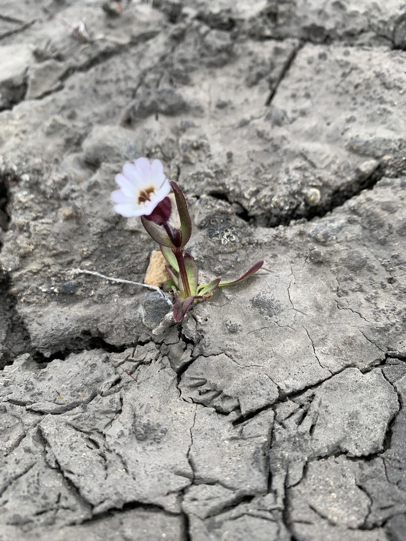 Silene involucrata subsp. involucrata photo 3