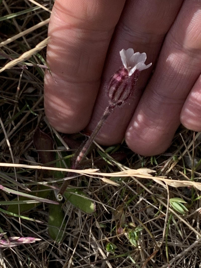 Silene involucrata subsp. involucrata photo 4