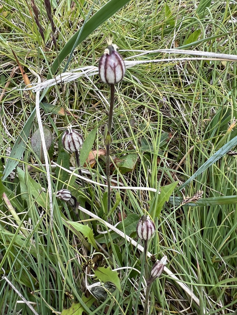 Silene involucrata subsp. involucrata photo 5