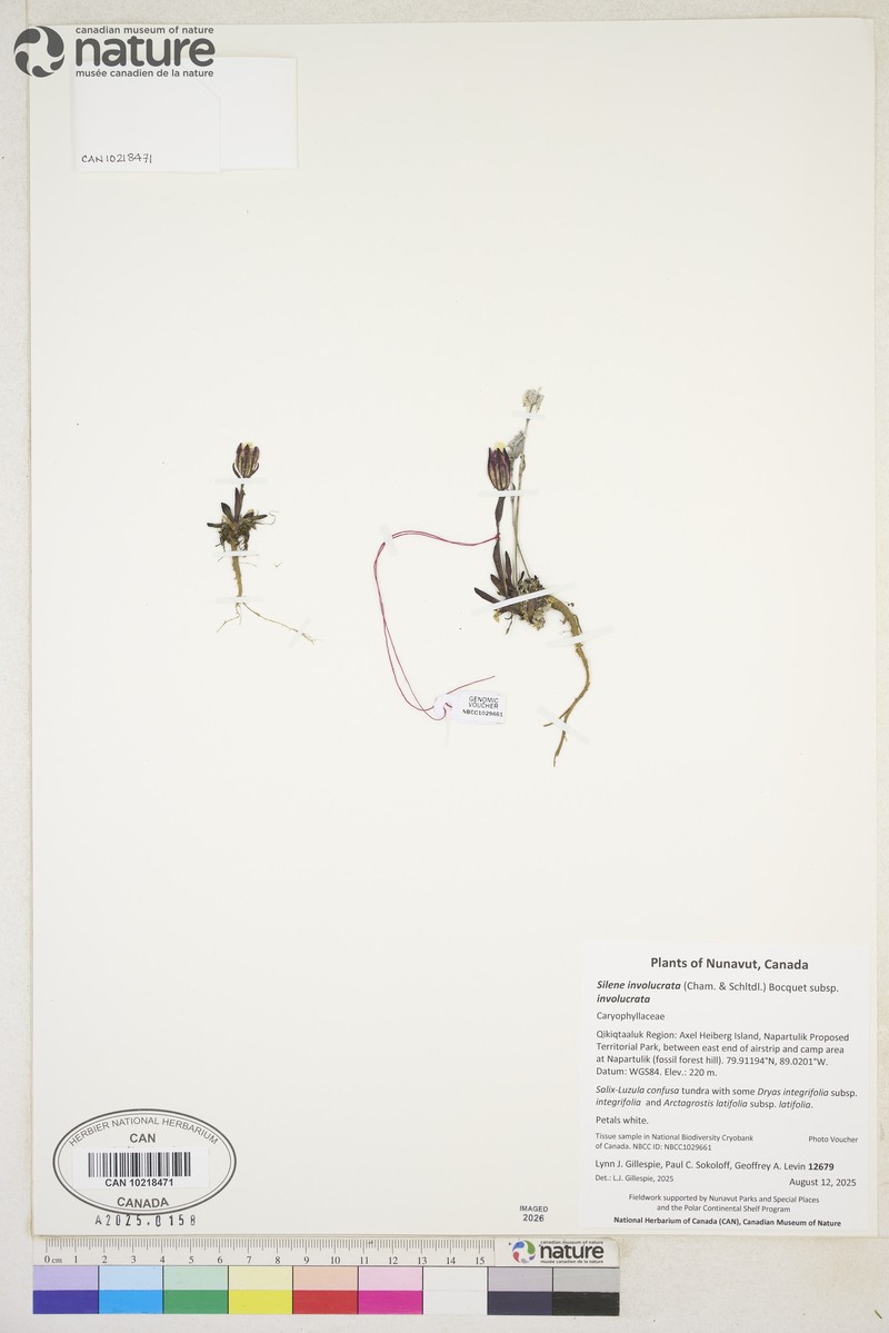 Silene involucrata subsp. involucrata photo 6