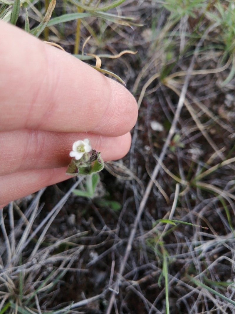 Peel River Catchfly