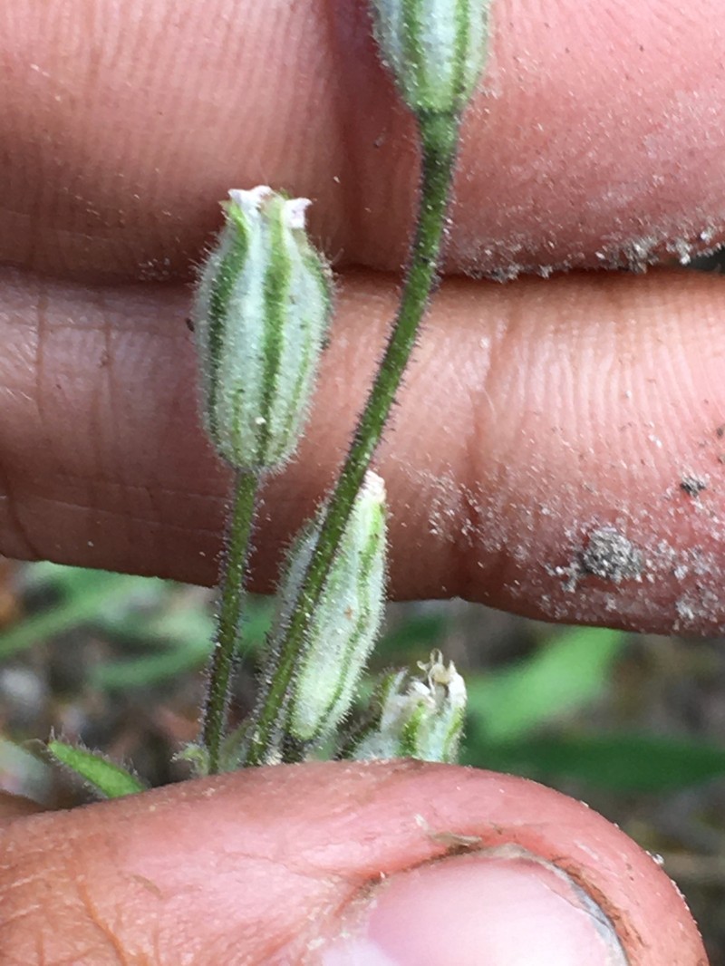 Peel River Catchfly photo 2