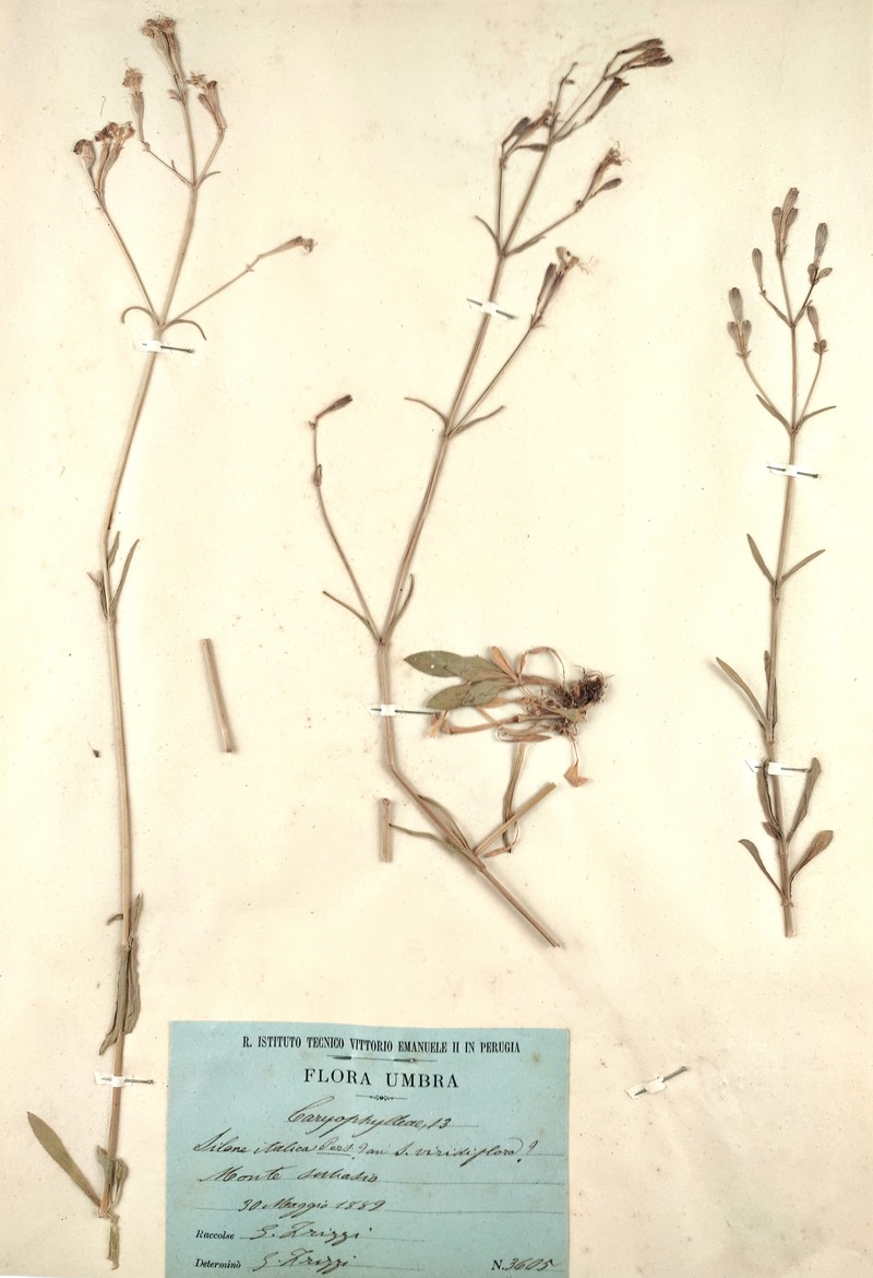Italian Catchfly photo 4