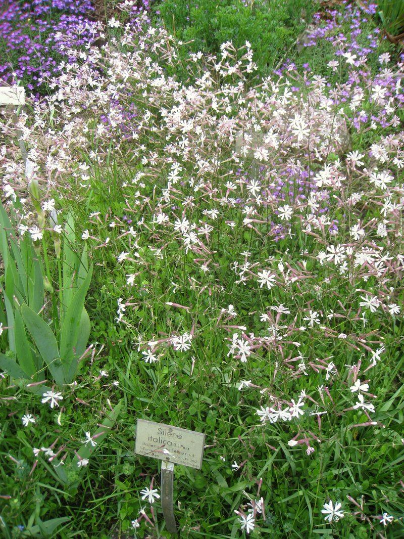Italian Catchfly photo 5