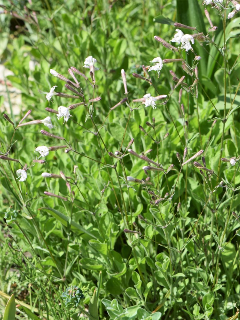 Italian Catchfly photo 6