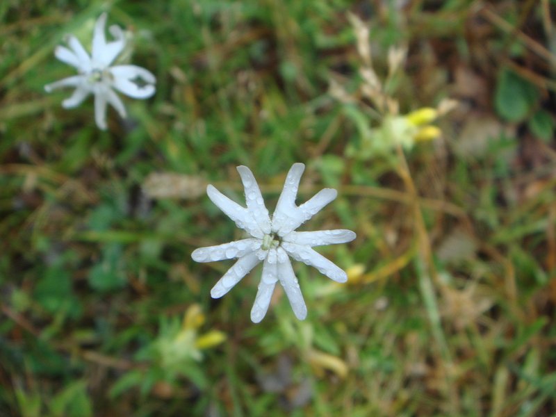Italian Catchfly photo 7