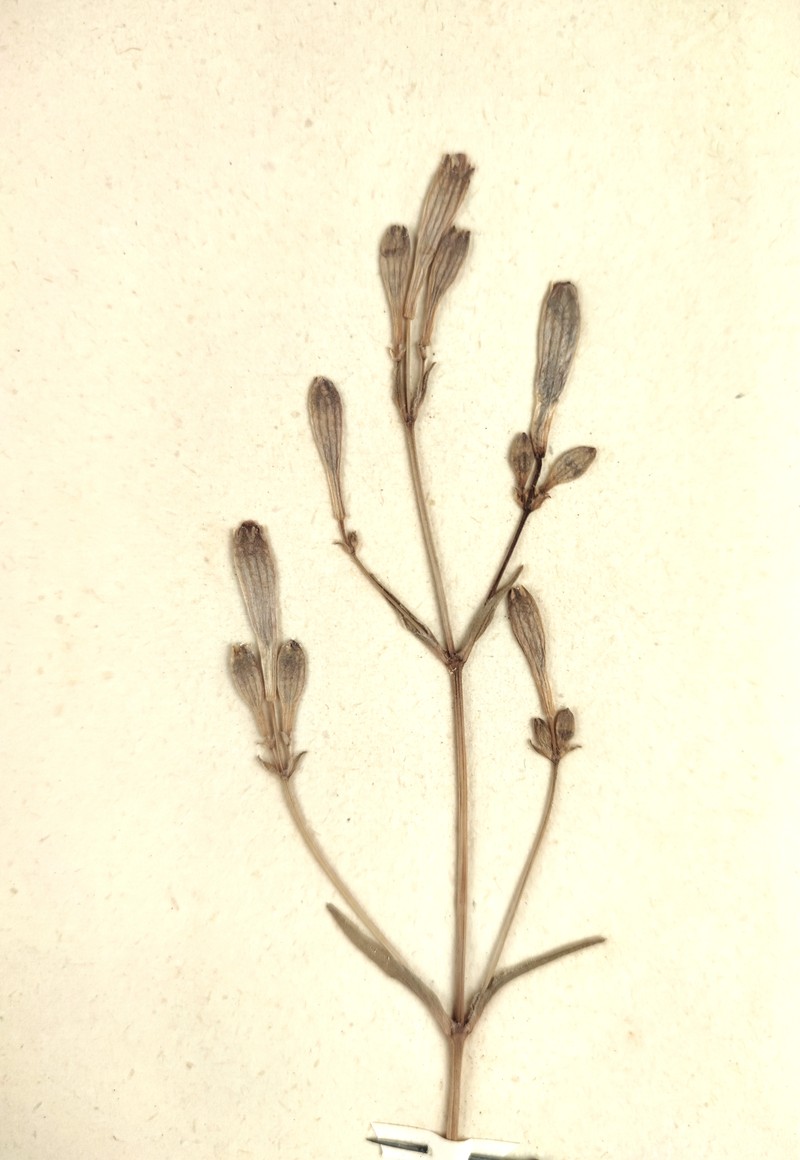 Italian Catchfly photo 2