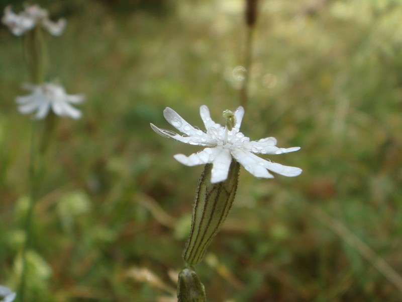 Italian Catchfly
