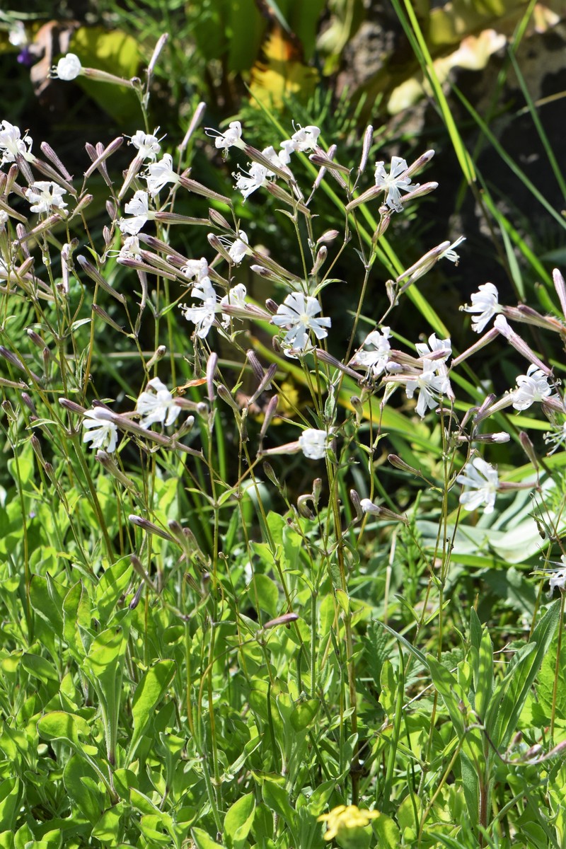 Italian Catchfly photo 3
