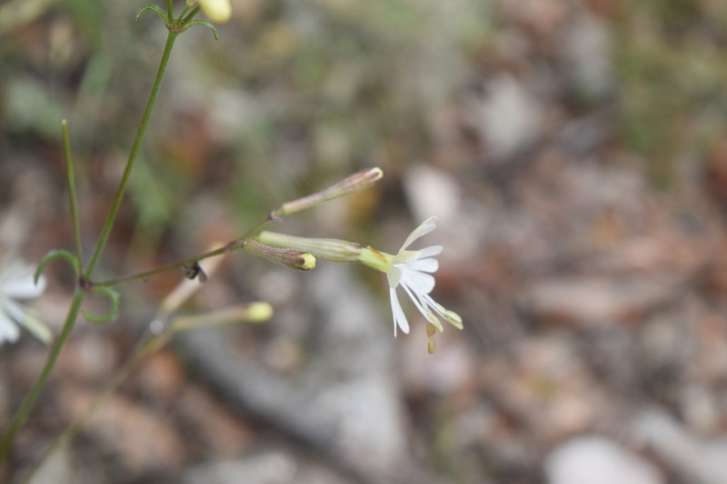 Silene italica subsp. italica
