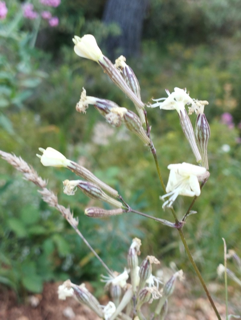 Silene italica subsp. italica photo 2