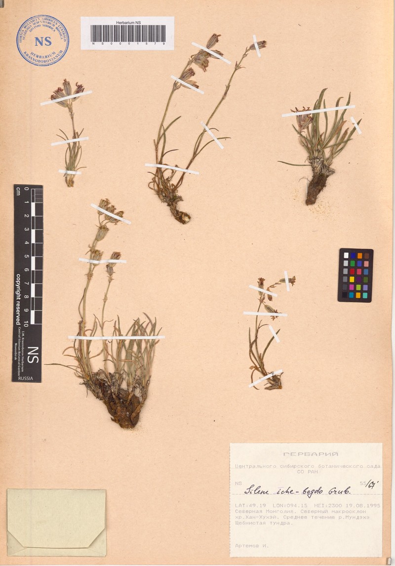Silene jeniseensis subsp. jeniseensis