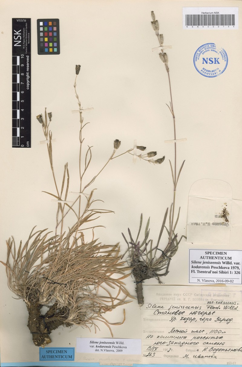 Silene jeniseensis subsp. jeniseensis photo 2