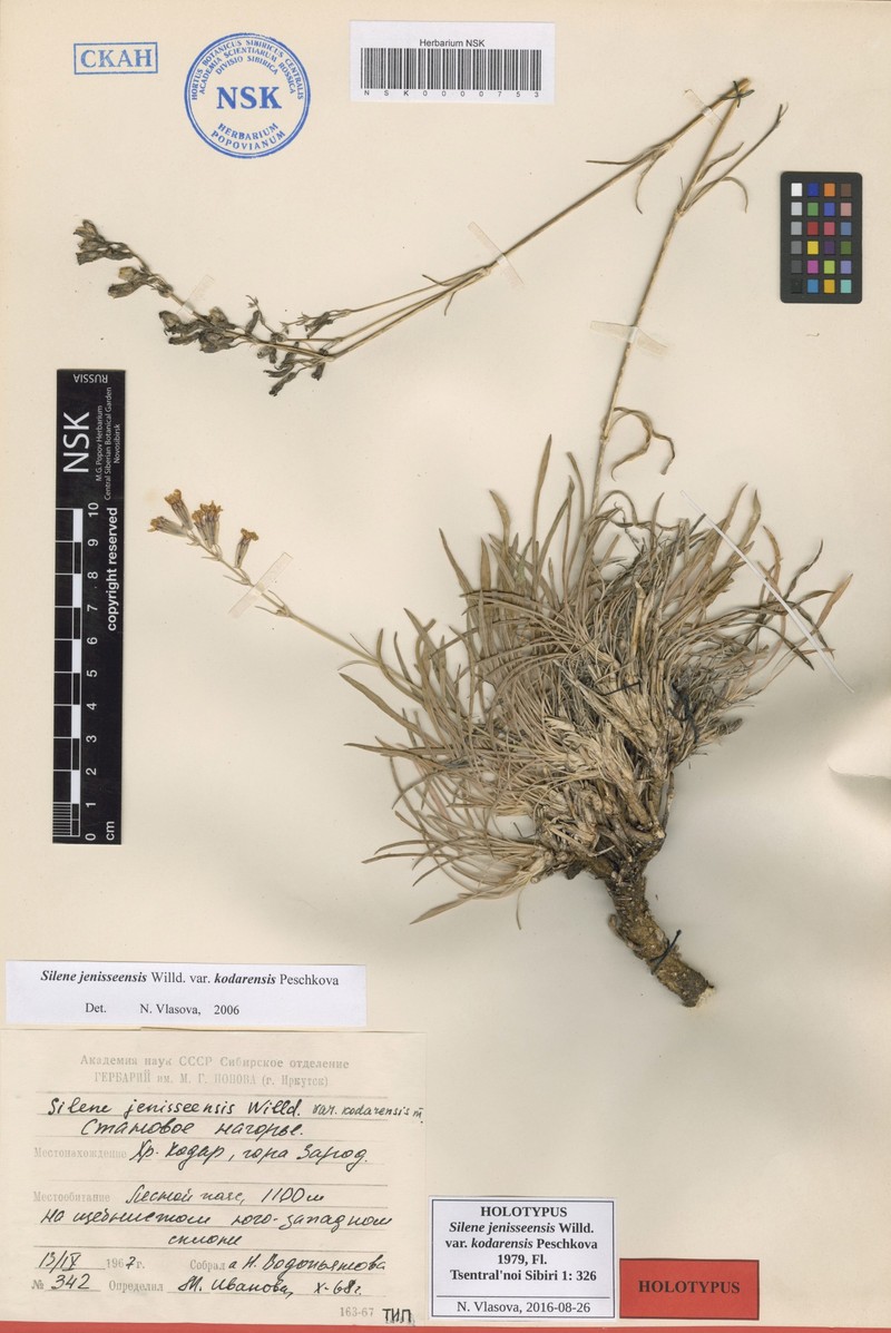 Silene jeniseensis subsp. jeniseensis photo 3