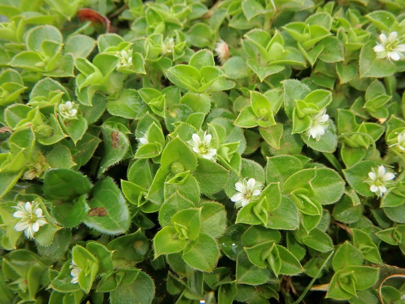 Silene kenyana