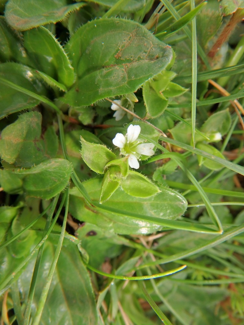 Silene kenyana photo 2