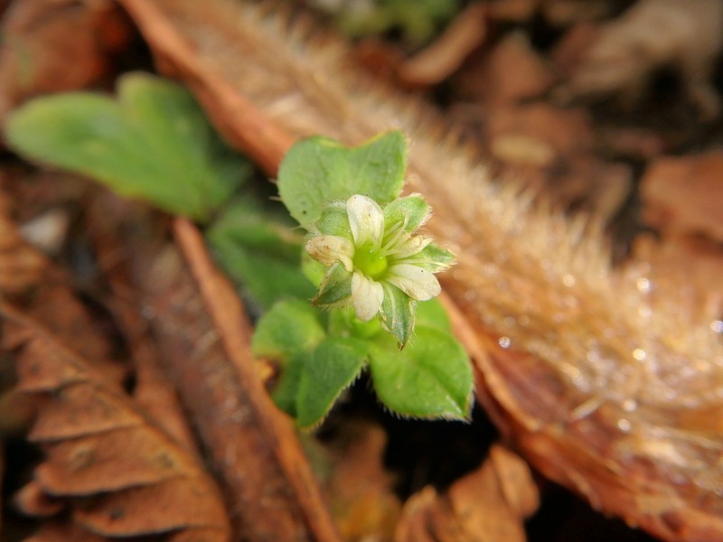 Silene kenyana photo 3