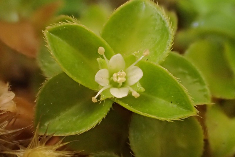 Silene kenyana photo 6