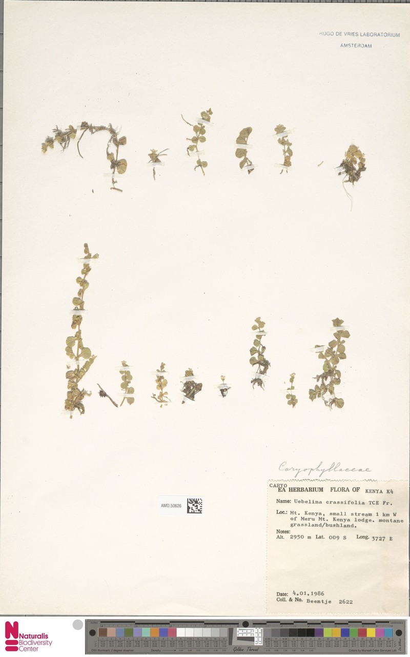 Silene kenyana photo 7