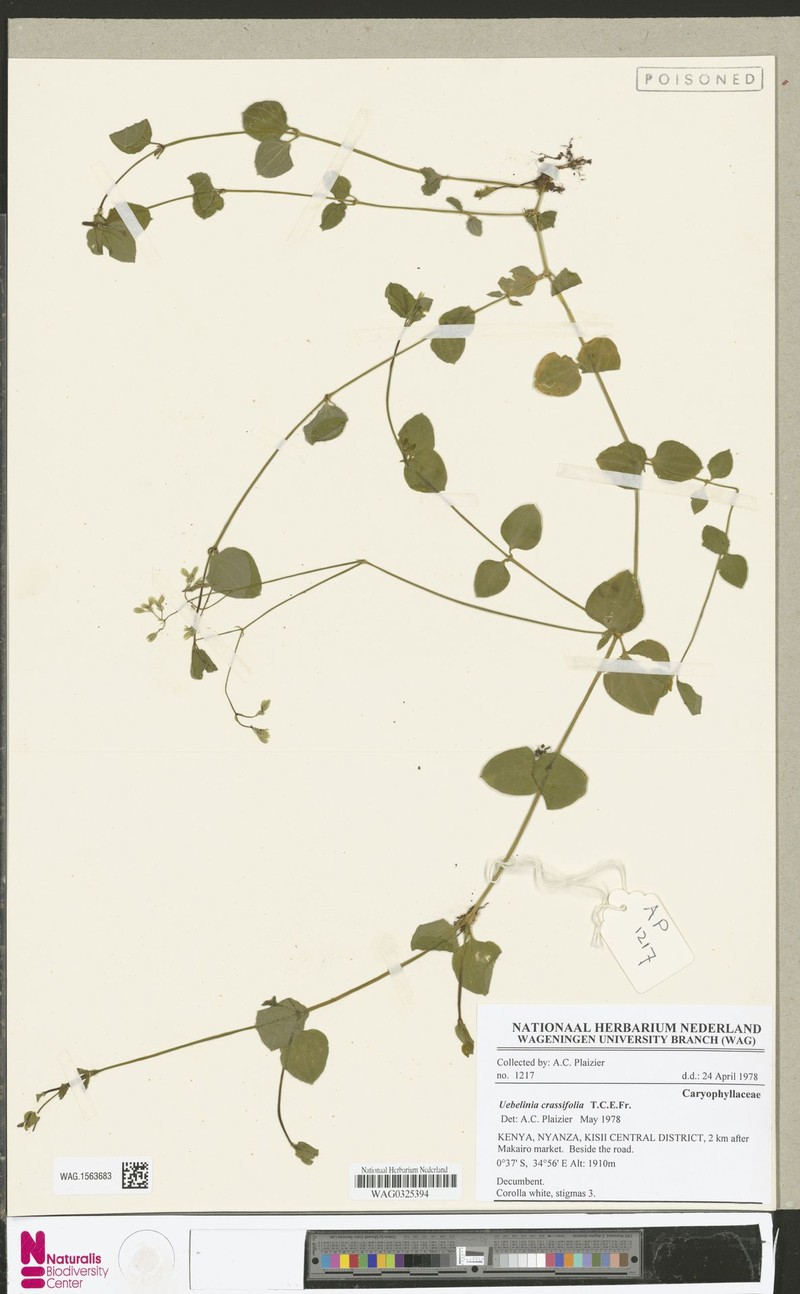 Silene kenyana photo 8