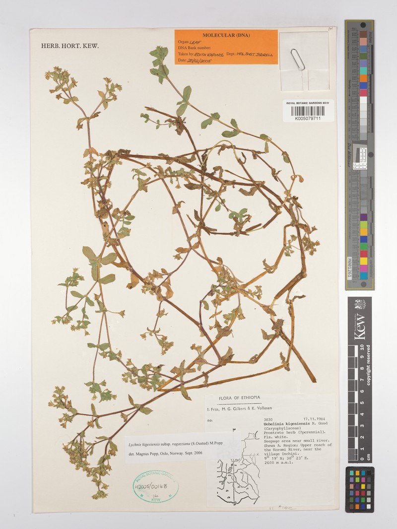 Silene kigesiensis