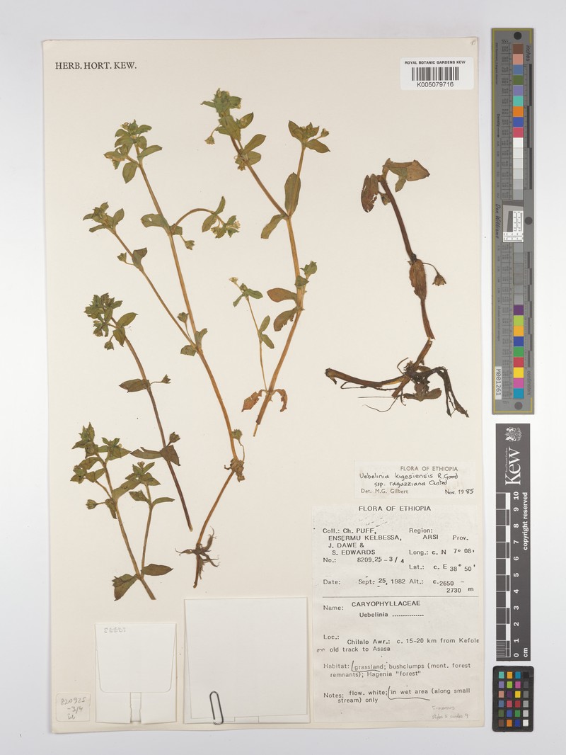 Silene kigesiensis photo 2