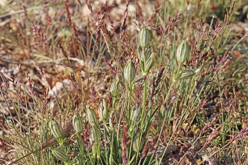 King's Campion photo 2