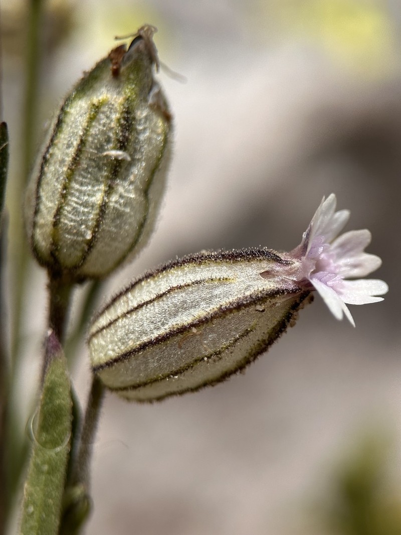 King's Campion photo 3