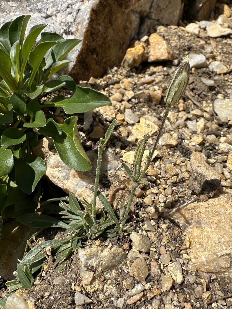 King's Campion photo 6