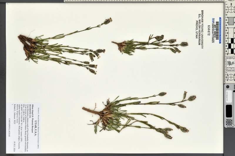 King's Campion photo 7