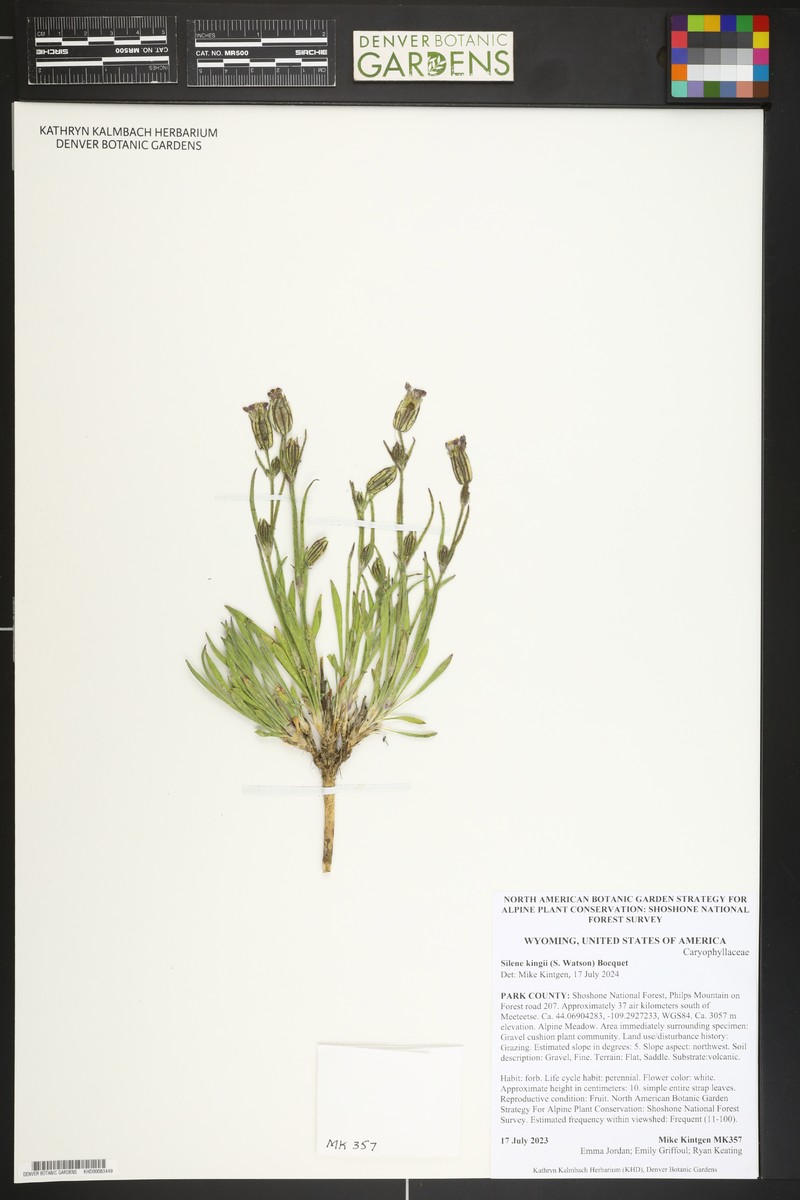 King's Campion photo 8