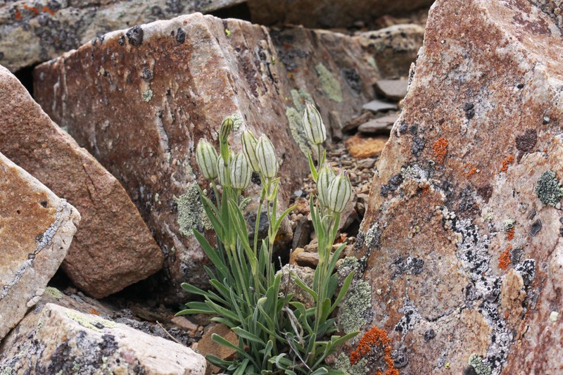 King's Campion photo 4