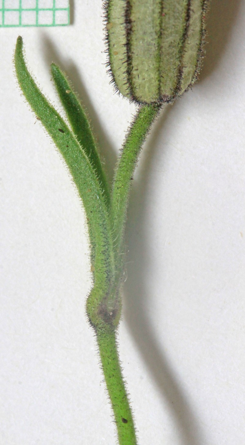 King's Campion photo 5